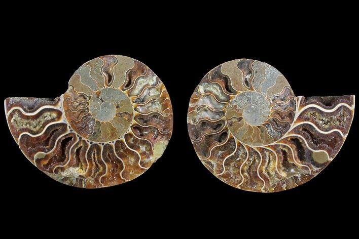 Agatized Ammonite Fossil - Crystal Filled Chambers #145817